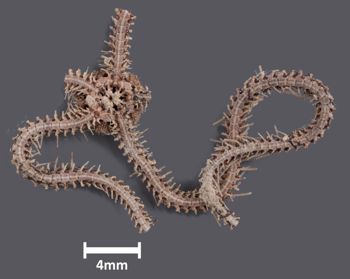 Media type: image; Invertebrate Zoology OPH-4212   Aspect: ventral